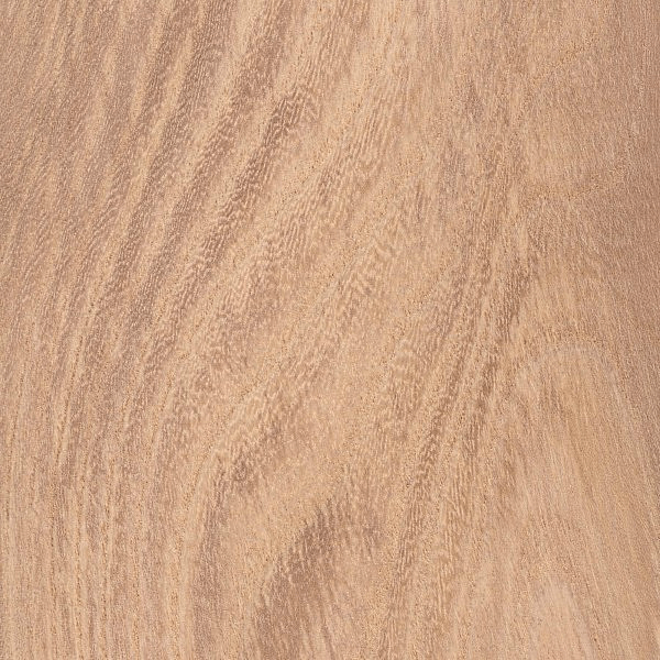 Elm
